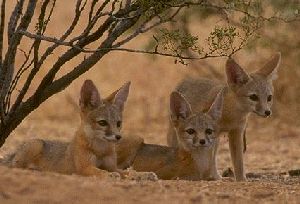 vulpes macrotis mutica.